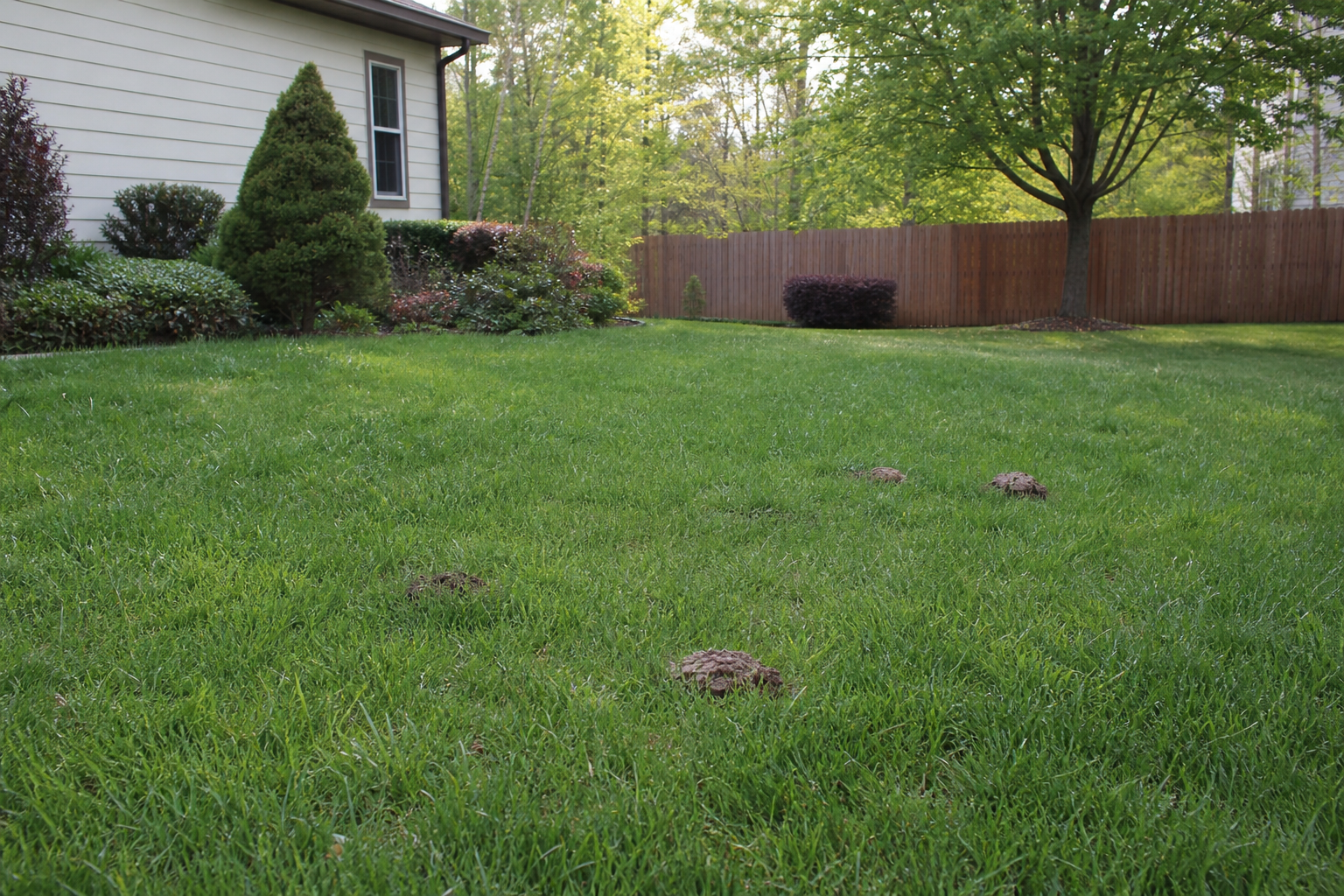 Fire Ant Control in Boiling Springs, SC: Choosing a Yard Treatment Plan